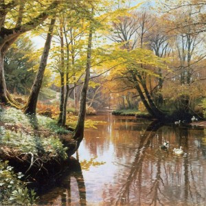 Several ducks on a river in a sunny forest